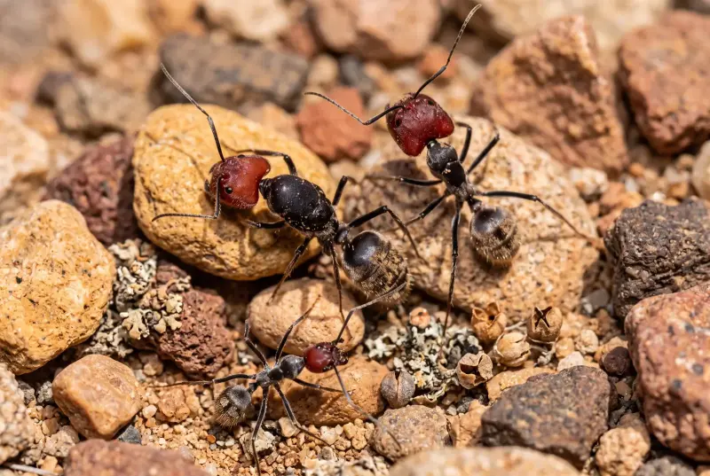 Camponotus holosericeus — Зеленоватый древоточец — 1 королева