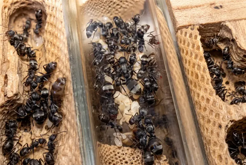 Camponotus lasiselene — лунный муравей-древоточец — 1 матка с расплодом