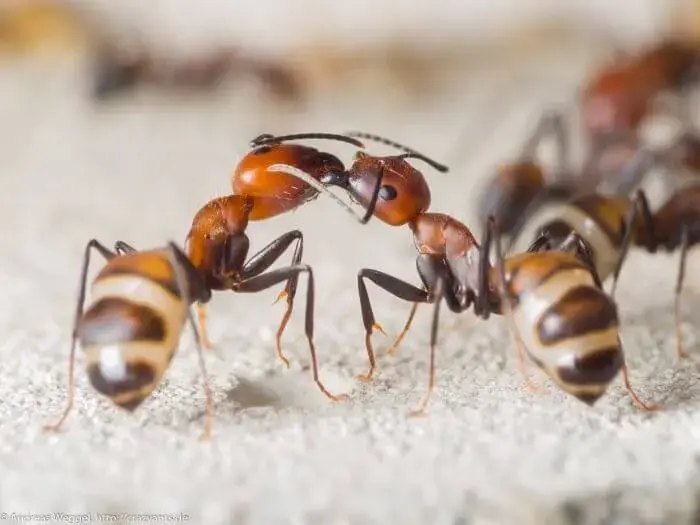 Camponotus nicobarensis — рыжий муравей-древоточец — 2 матки 2026 года