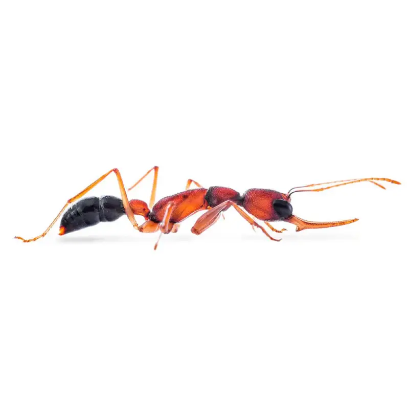 Harpegnathos saltator — индийский прыгающий муравей — 6 особей