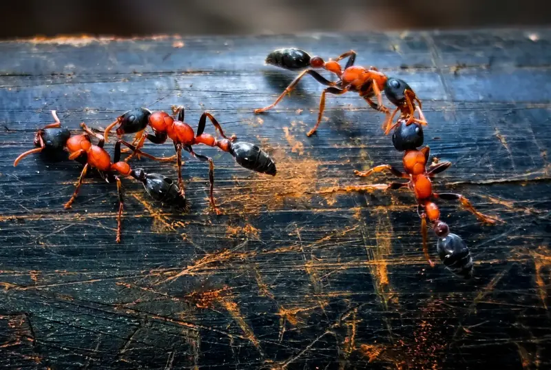 Tetraponera rufonigra — двухцветный древесный муравей — 2 королевы и 5-15 рабочих