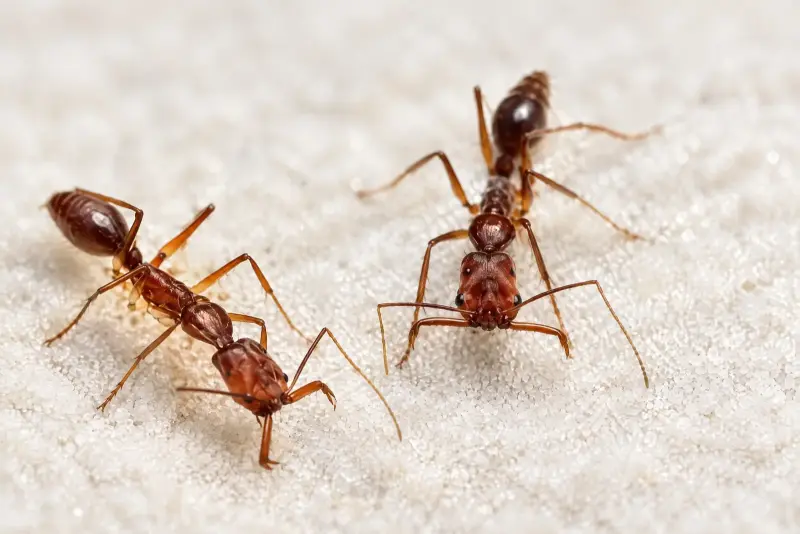 Odontomachus granatus — Гранатовый муравей-капкан — 1 матка и 3–10 рабочих