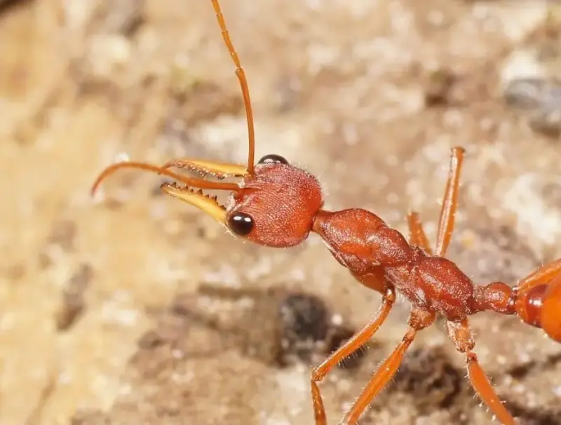 Myrmecia gulosa — красный муравей-бульдог