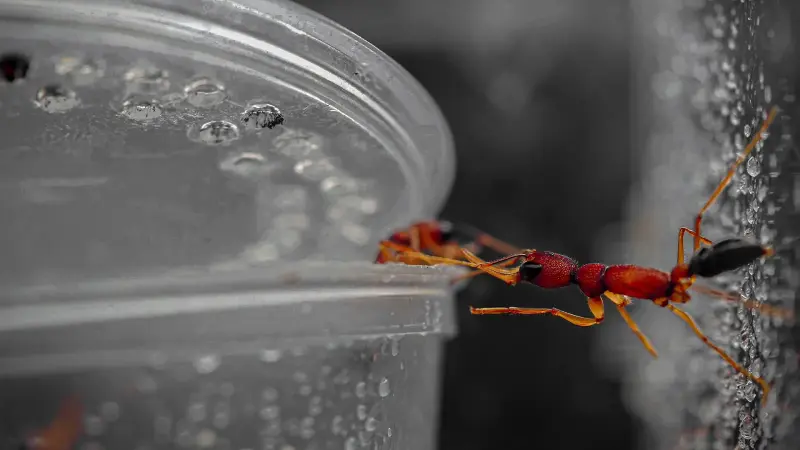 Harpegnathos saltator — индийский прыгающий муравей — 6 особей