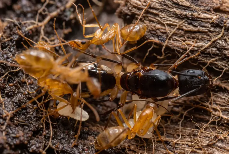 Camponotus maculatus — шеститочечный муравей из Кении — 1 королева с расплодом