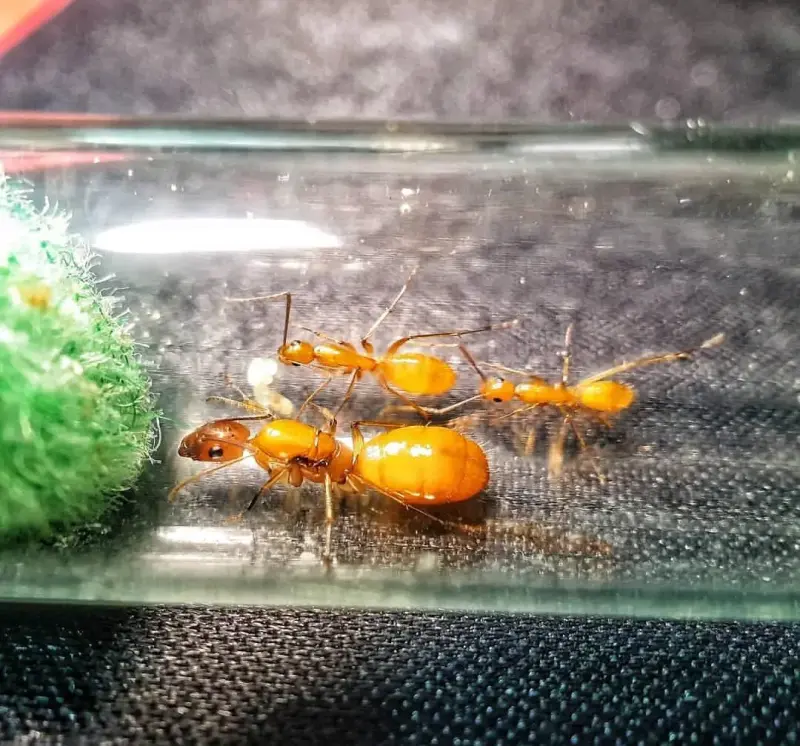 Camponotus turkestanus — туркменский земляной муравей — 2 матки и 2–10 рабочих