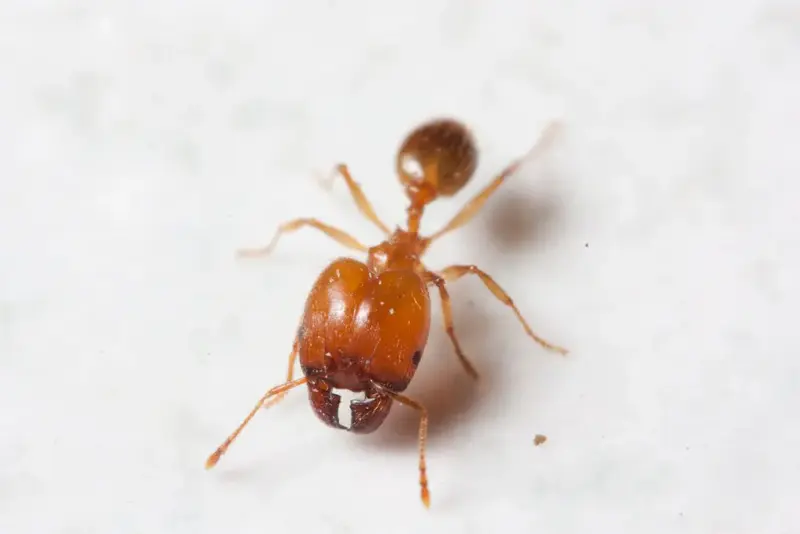 Pheidole pallidula — европейский большеголовый муравей — 1 матка