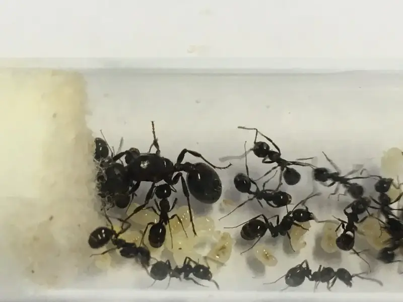 Муравьи Messor aciculatus — 2 королевы
