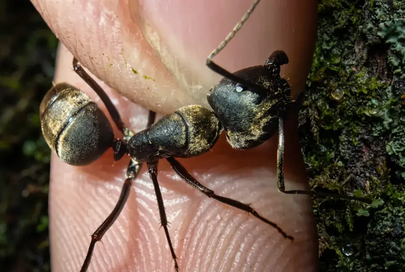 Camponotus pseudolendus — ложный бархатный муравей — 1 матка и 3–10 рабочих