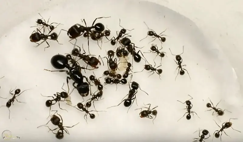 Messor nondentatus — китайский муравей-жнец — 1 королева и 2–10 рабочих