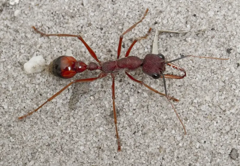 Myrmecia nigriscapa — красный муравей-бульдог