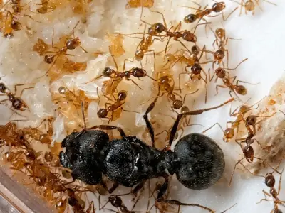 Pheidole sinica — китайська великоголова мураха