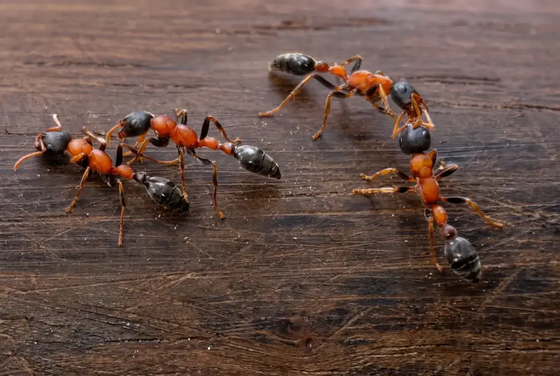 Tetraponera rufonigra — двухцветный древесный муравей — 2 королевы и 5-15 рабочих