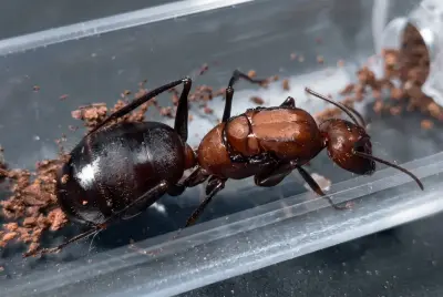 Мурахи Camponotus angusticollis — 1 королева та 11–20 робочих