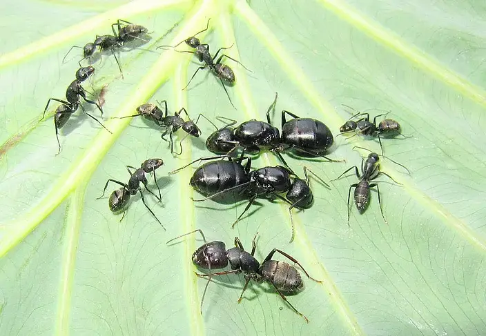 Camponotus japonicus — японский муравей-древоточец