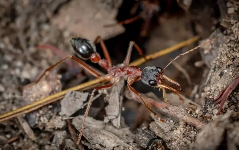 Myrmecia nigriceps — черноголовый муравей-бульдог