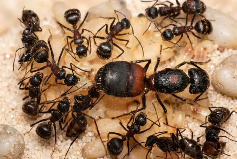 Camponotus mutilarius — краснополосый древоточец — 1 королева и 5–15 рабочих