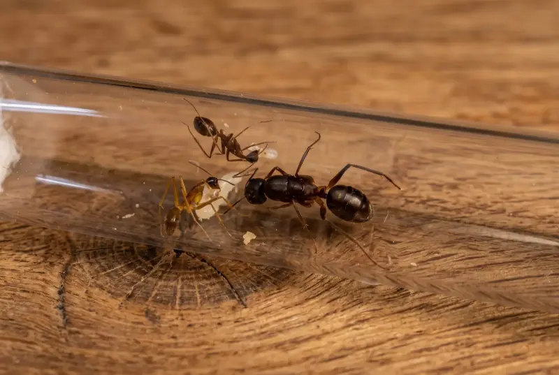 Camponotus mitis — азиатский муравей-древоточец — 1 королева с расплодом