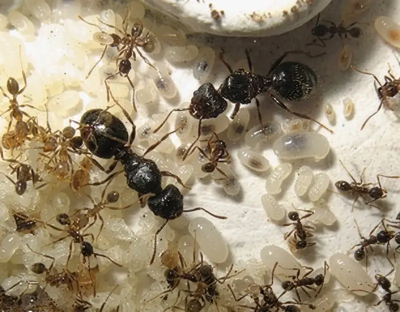 Муравьи Pheidole indica — 1 королева