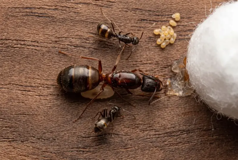 Camponotus sylvaticus — испанский лесной муравей-древоточец — 1 матка с расплодом