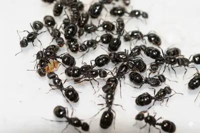 Мурахи Messor aciculatus — 2 матки та 2–10 робочих