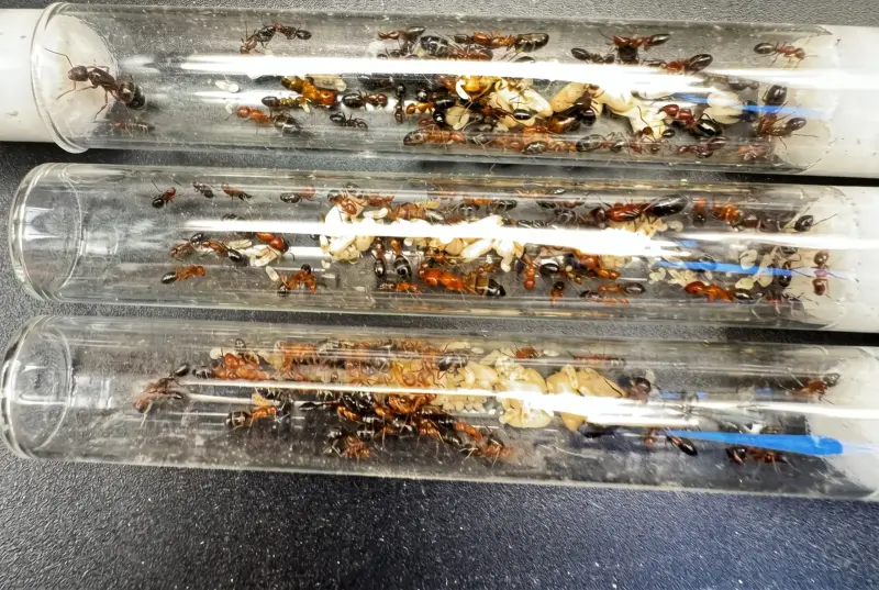 Camponotus reichardti — красно-чёрный муравей-древоточец — 1 матка и 35–60 рабочих