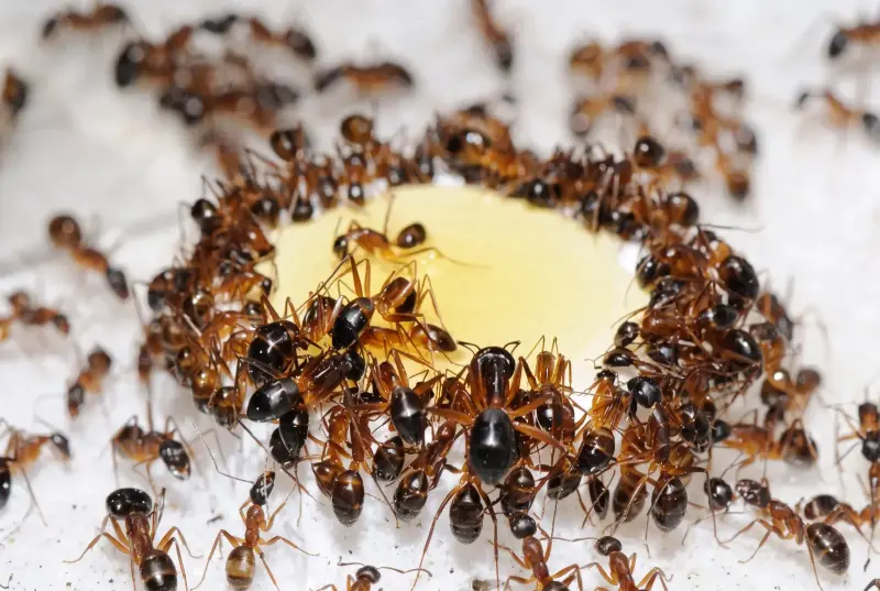 Муравьи Camponotus fellah — 1 королева с расплодом