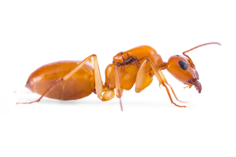 Camponotus turkestanus — туркменский земляной муравей — 2 матки и 2–10 рабочих