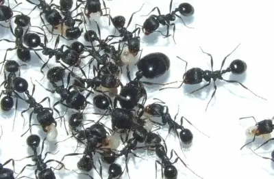 Messor muticus — степова мураха-жнець — 1 королева та 11–20 робочих