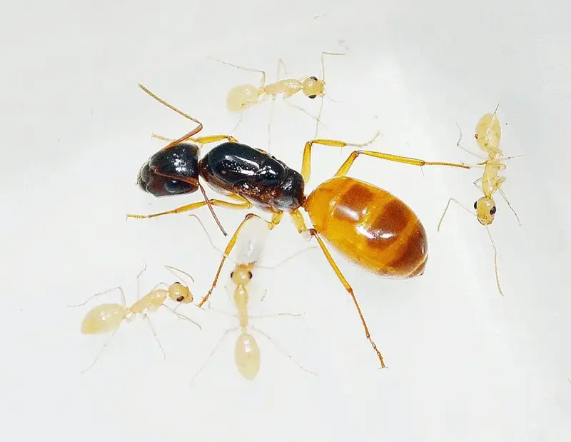 Camponotus fedtschenkoi — золотистый пустынный муравей