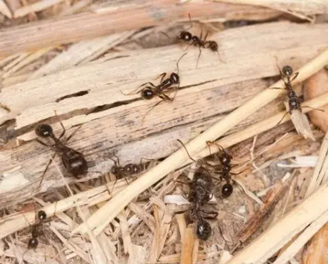 Messor orientalis — восточный желтоногий муравей-жнец — 1 матка и 11–20 рабочих