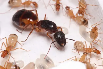 Camponotus sanctus — священна мураха-деревоточець — 1 матка та 3–10 робочих особин