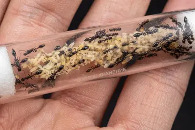 Tetraponera nigra — чорна деревна мураха — 2 матки та 5-15 робочих