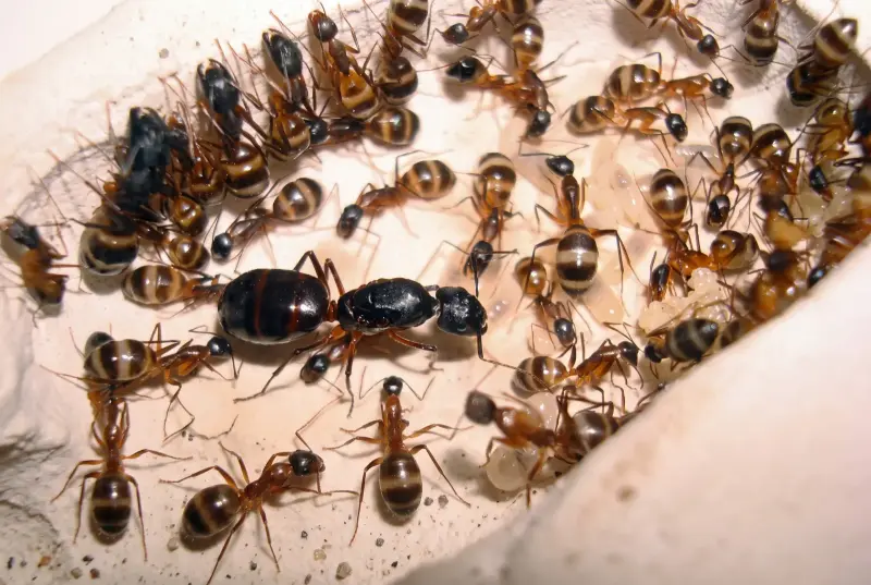 Муравьи Camponotus fellah — 1 королева с расплодом