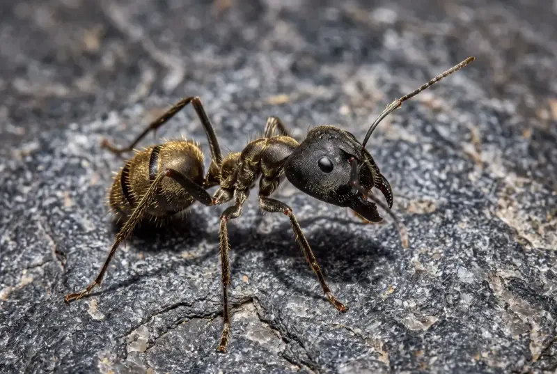Camponotus holosericeus — Зеленоватый древоточец — 1 королева