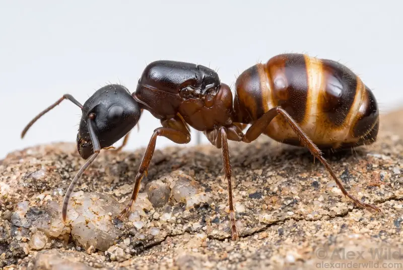 Camponotus vicinus — американский земляной муравей-древоточец — 1 матка с расплодом