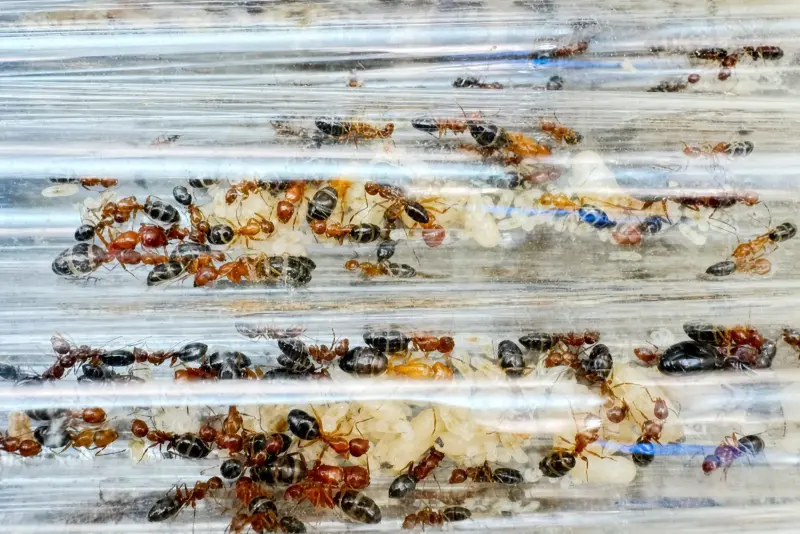 Camponotus reichardti — красно-чёрный муравей-древоточец — 1 матка и 35–60 рабочих