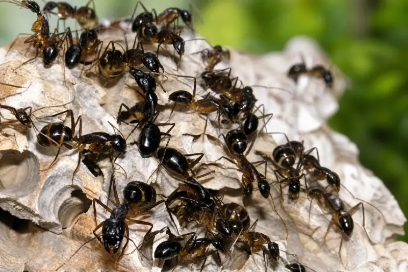 Муравьи Camponotus fellah — 1 королева с расплодом