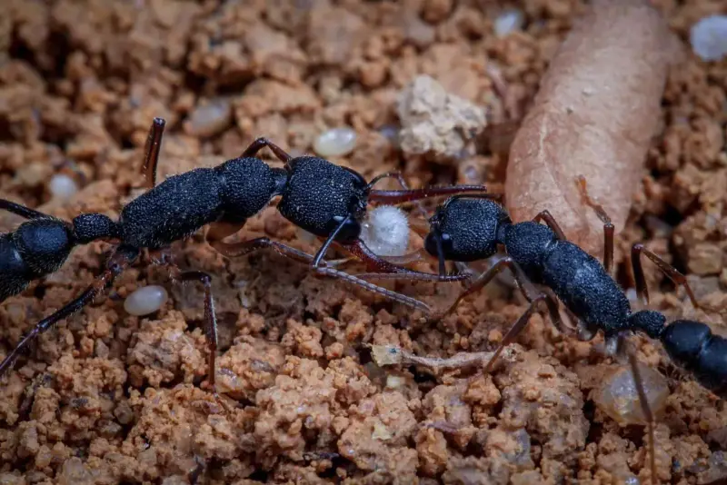 Муравьи Harpegnathos venator — колония с маткой — 1 матка и 6–14 рабочих