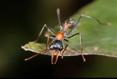 Myrmecia nigrocincta — мураха-стрибун для досвідчених кіперів