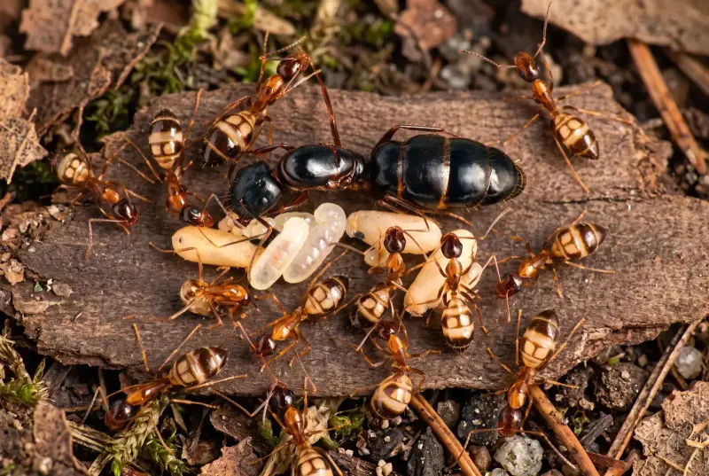 Camponotus albosparsus — белопятнистый муравей-древоточец — 1 матка и 3–10 рабочих