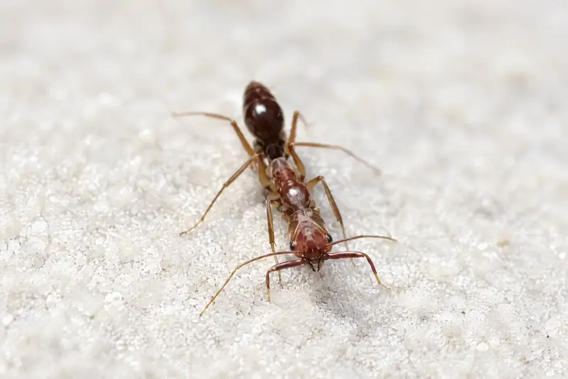 Odontomachus granatus — Гранатовый муравей-капкан — 1 матка и 3–10 рабочих
