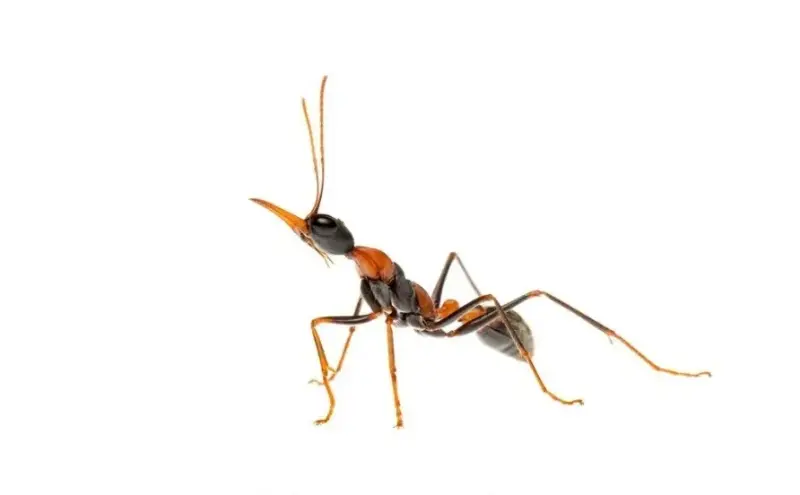 Myrmecia nigrocincta — муравей-прыгун для опытных киперов