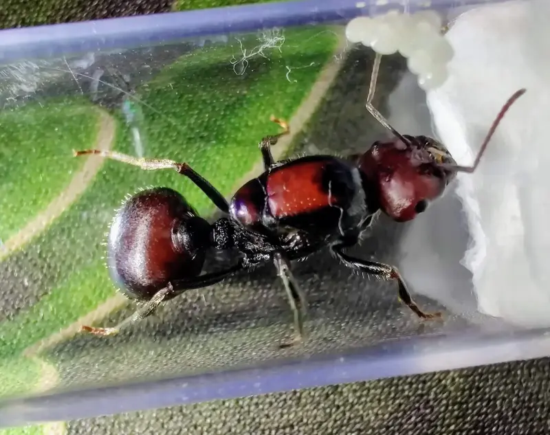 Африканские муравьи-жнецы Messor cephalotes — 1 матка