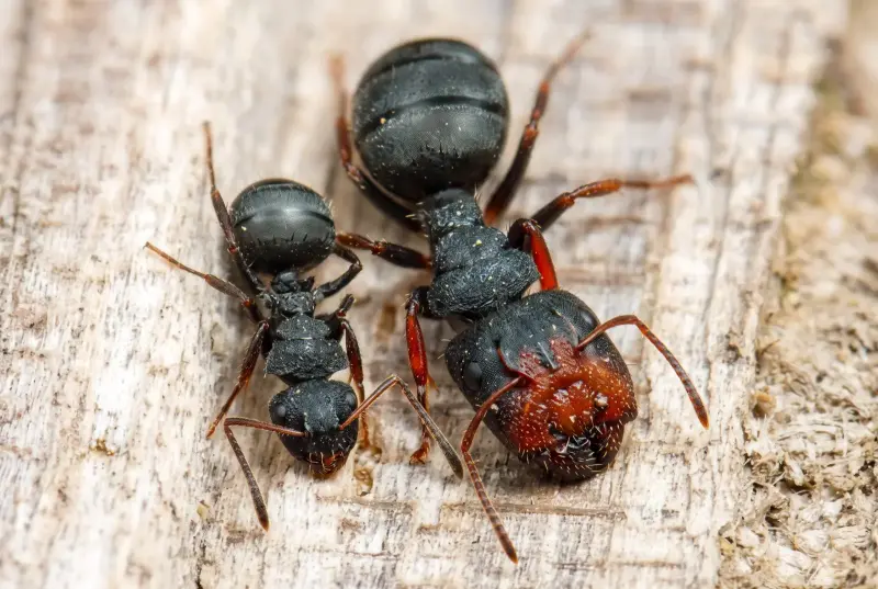 Camponotus lasiselene — лунный муравей-древоточец — 1 матка с расплодом