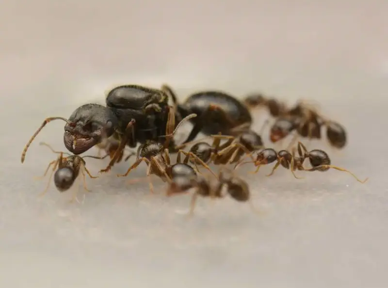 Messor orientalis — восточный желтоногий муравей-жнец — 1 матка и 11–20 рабочих