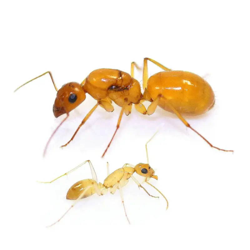 Camponotus turkestanus — туркменский земляной муравей — 2 матки и 2–10 рабочих