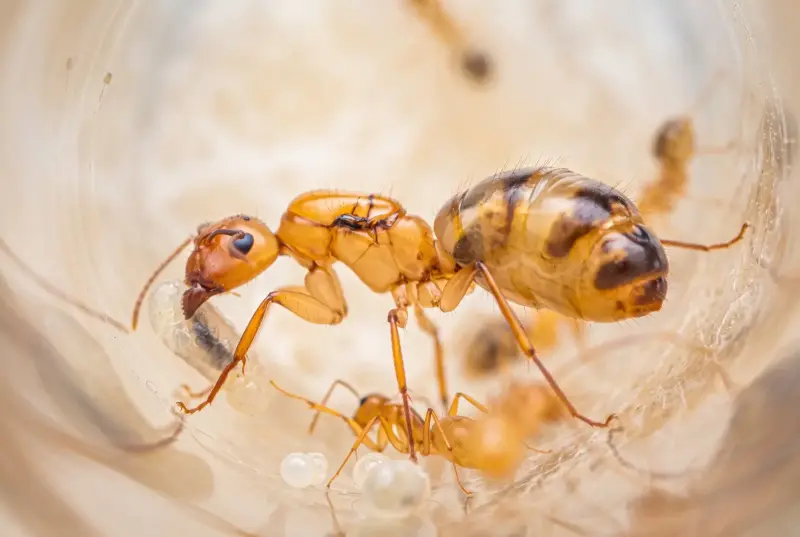 Camponotus fragilis — пустынный муравей-древоточец — 1 королева с расплодом
