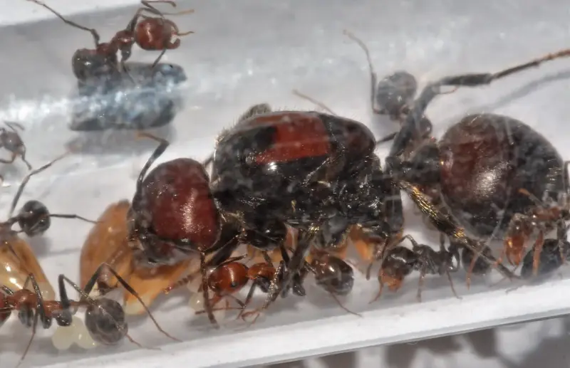 Африканские муравьи-жнецы Messor cephalotes — 1 матка