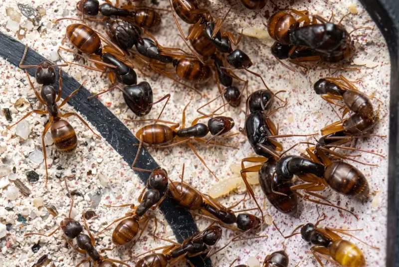 Camponotus helvus — янтарный муравей-древоточец — 1 матка с расплодом
